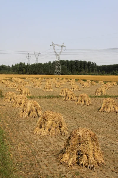 Rice harvested — Stock Photo, Image
