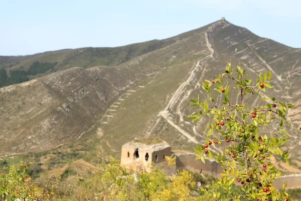 Ursprüngliche Ökologie der großen Mauer und der wilden Jujube — Stockfoto