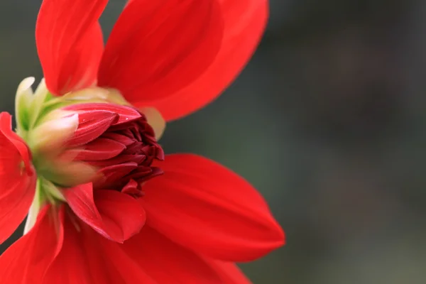 Dahlia flowers — Stock Photo, Image