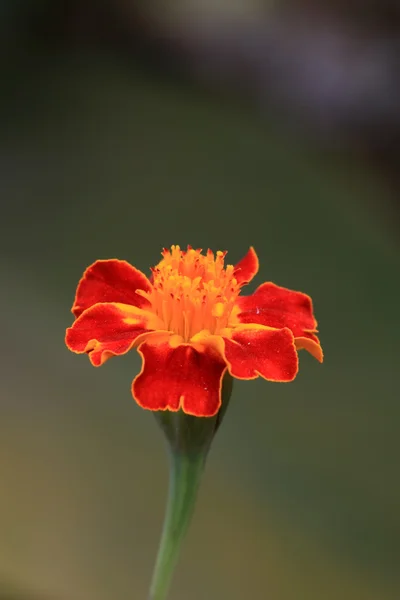 Ringelblumen — Stockfoto