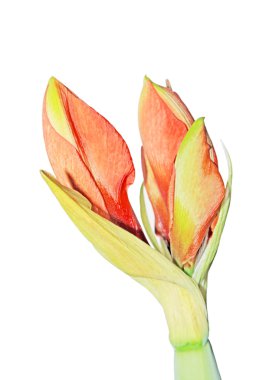 Hippeastrum hybridum