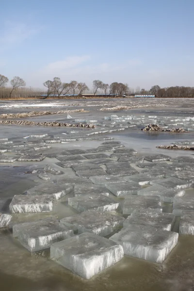 Лед в дикой природе — стоковое фото