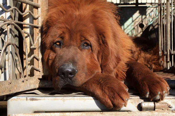 Tibetan mastiff — Stock Photo, Image