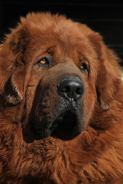Tibetansk mastiff — Stockfoto