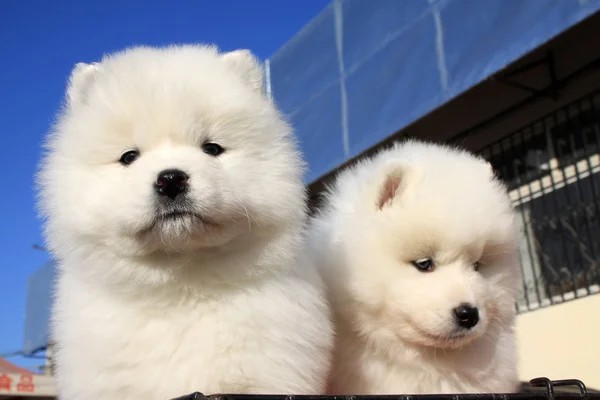 Samoyed — Stock Photo, Image