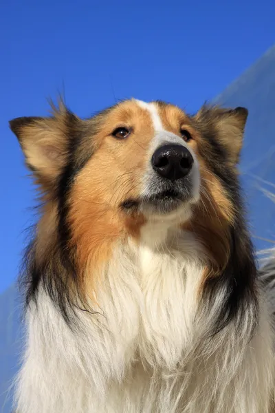 Skotsk collie — Stockfoto