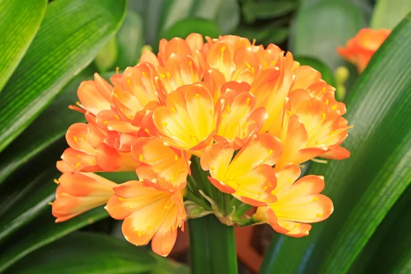 Kafr lilia — Zdjęcie stockowe