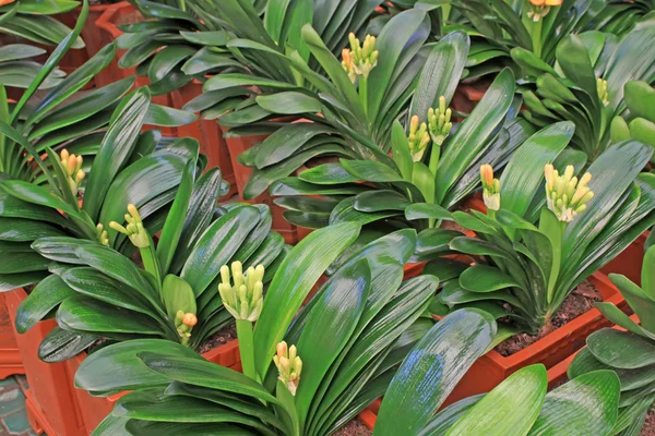 Kaffir lily — Stock Photo, Image