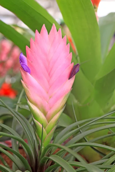 Fiori di tillandsia — Foto Stock