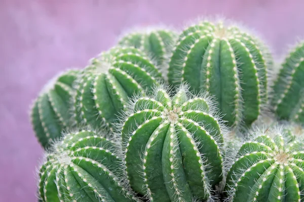 Cactus plants — Stock Photo, Image