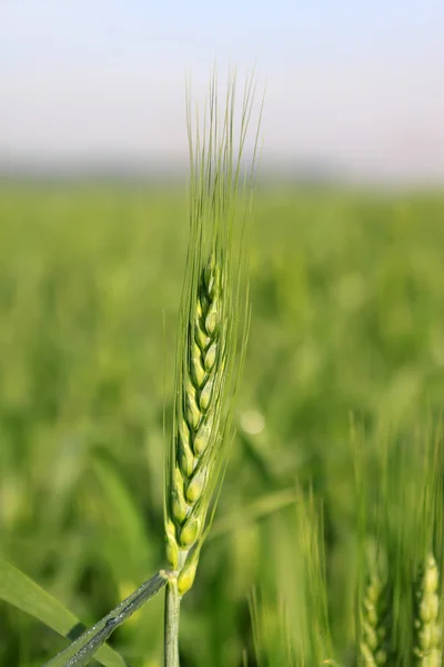 Frumento — Foto Stock