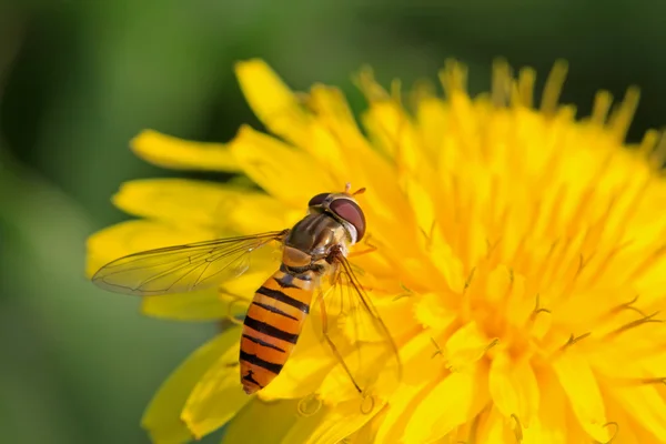 Syrphidae insecten — Stockfoto