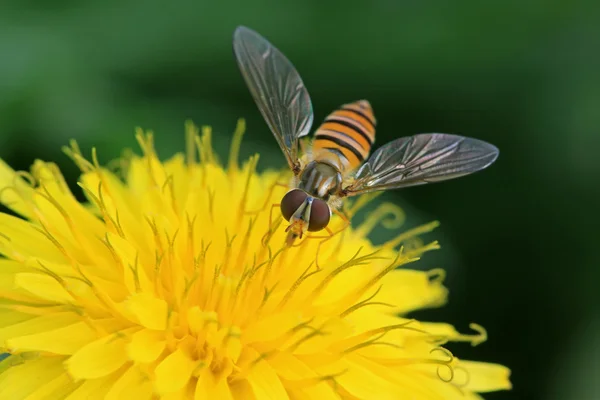 Syrphidae комахи — стокове фото