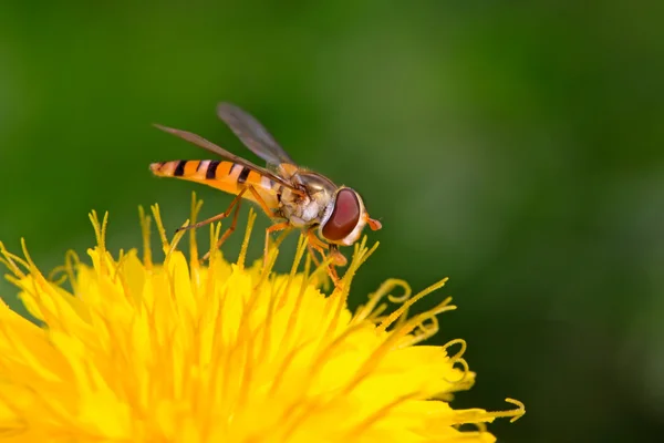 Insetos da família Syphidae — Fotografia de Stock