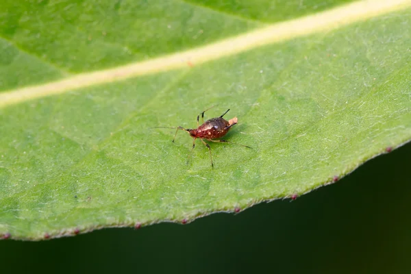 Aphid on a green leaf — Stock Photo, Image