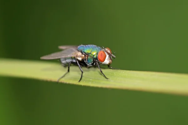 Красноголовые мухи — стоковое фото