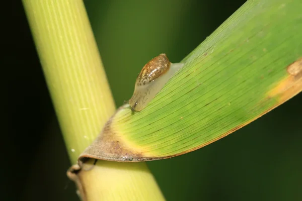 Caracóis nas plantas — Fotografia de Stock