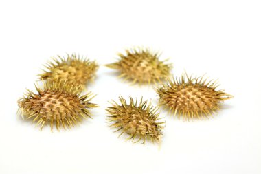 Kuru xanthium