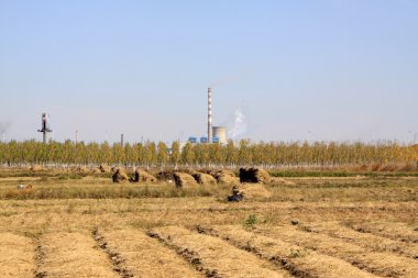 pirinç bitkileri alanları