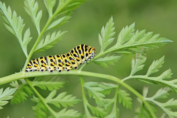 Butterfly larva i ett blad — Stockfoto