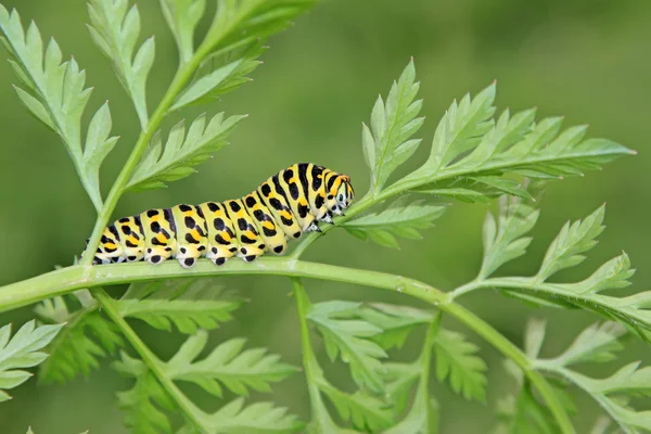 Larva di farfalla in una foglia — Foto Stock