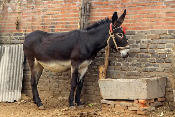 Close up of donkey — Stock Photo, Image