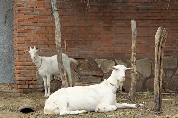 Two goats in a ground — Stock Photo, Image