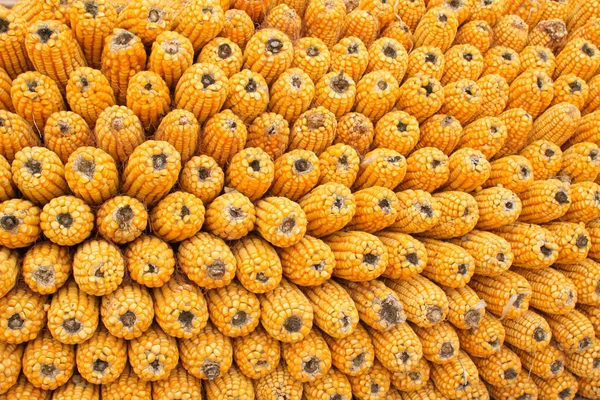 Bonzi de maíz — Foto de Stock