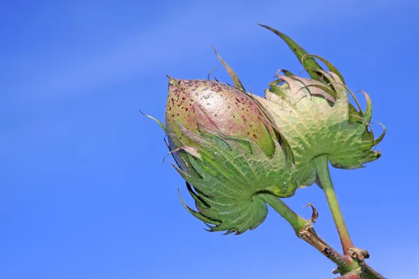 Pamuklu çubuk — Stok fotoğraf