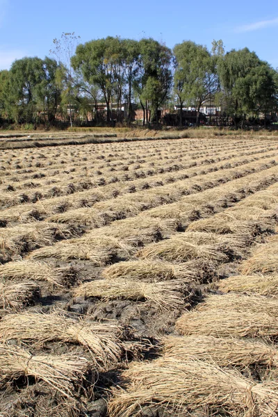 Rice plants in the fields — Stock Photo, Image