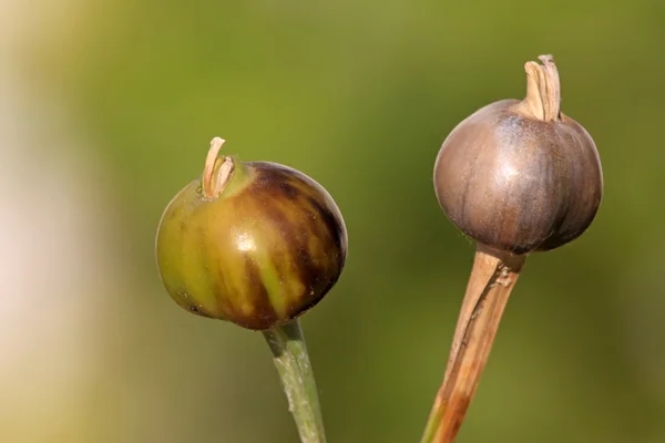 A peculiar plant — Stock Photo, Image