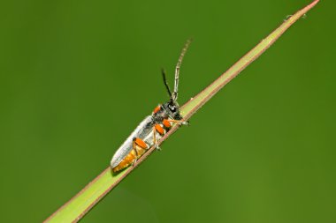 Coleoptera cerambycidae böcekler