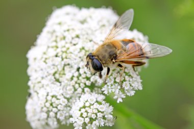 Diptera syrphidae böcekler