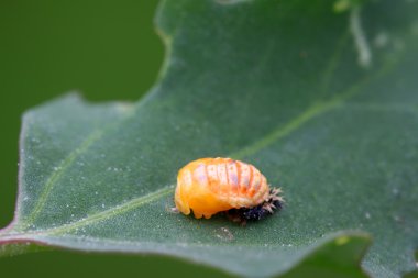 harmonia axyridis böcek pupa
