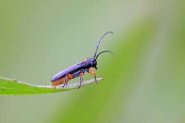 Coleoptera cerambycidae böcekler