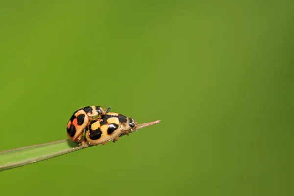 Coccinella — Foto Stock