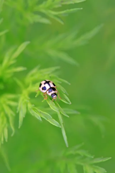 Lieveheersbeestje — Stockfoto