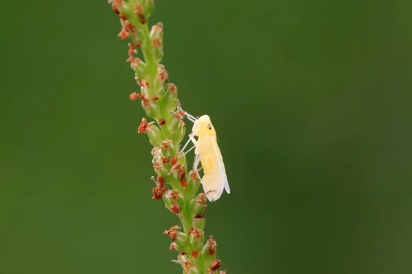 Le ninfe di Leafhopper hanno appena completato la metamorfosi — Foto Stock