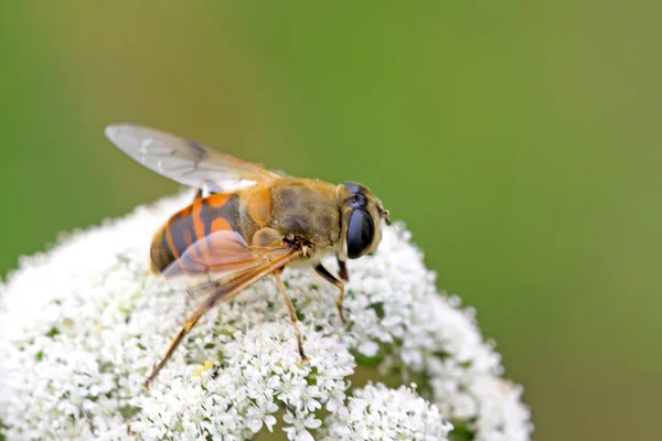 Diptera syrphidae insectos — Foto de Stock