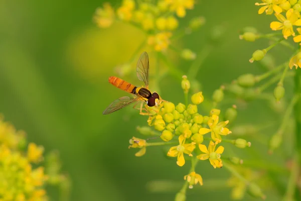 ハナアブ昆虫 — ストック写真