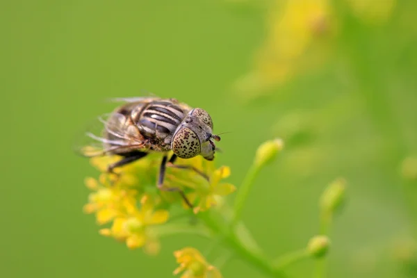 Syrphidae owady — Zdjęcie stockowe