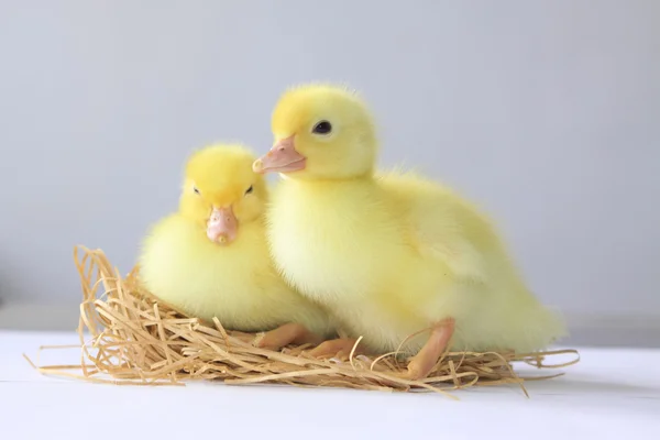 Ducklings — 스톡 사진