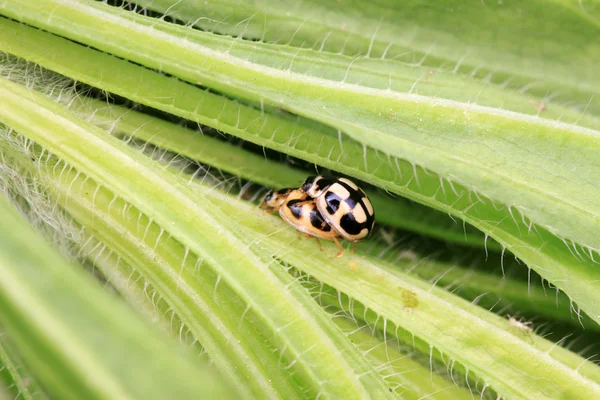 Lieveheersbeestje — Stockfoto