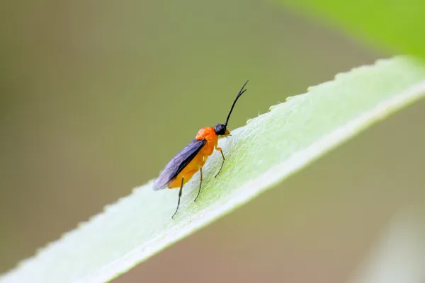 Rode bee insecten — Stockfoto