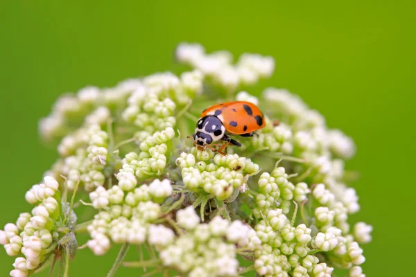 Lieveheersbeestje — Stockfoto