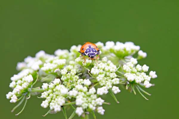 Mariquita. — Foto de Stock