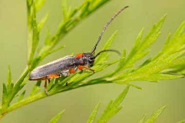 Coleoptera cerambycidae böcekler