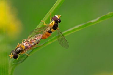 syrphidae böcekler