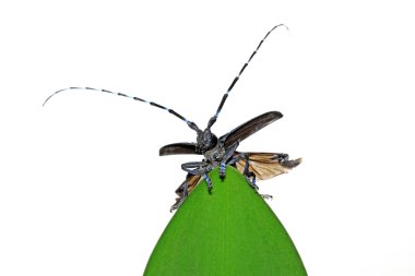 Anoplophora