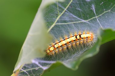 bitki kök üzerinde bir tırtıl